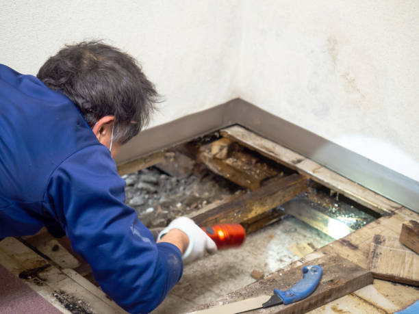 Best Water Damage Restoration  in Forestbrook, SC