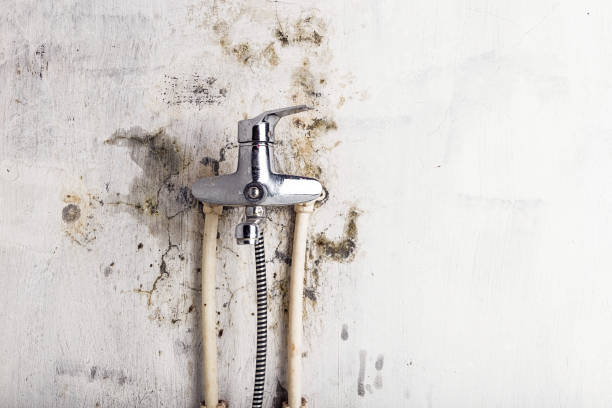 Best Certified Mold Removal  in Forestbrook, SC