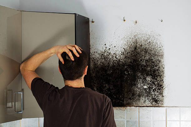 Best Residential Mold Removal  in Forestbrook, SC